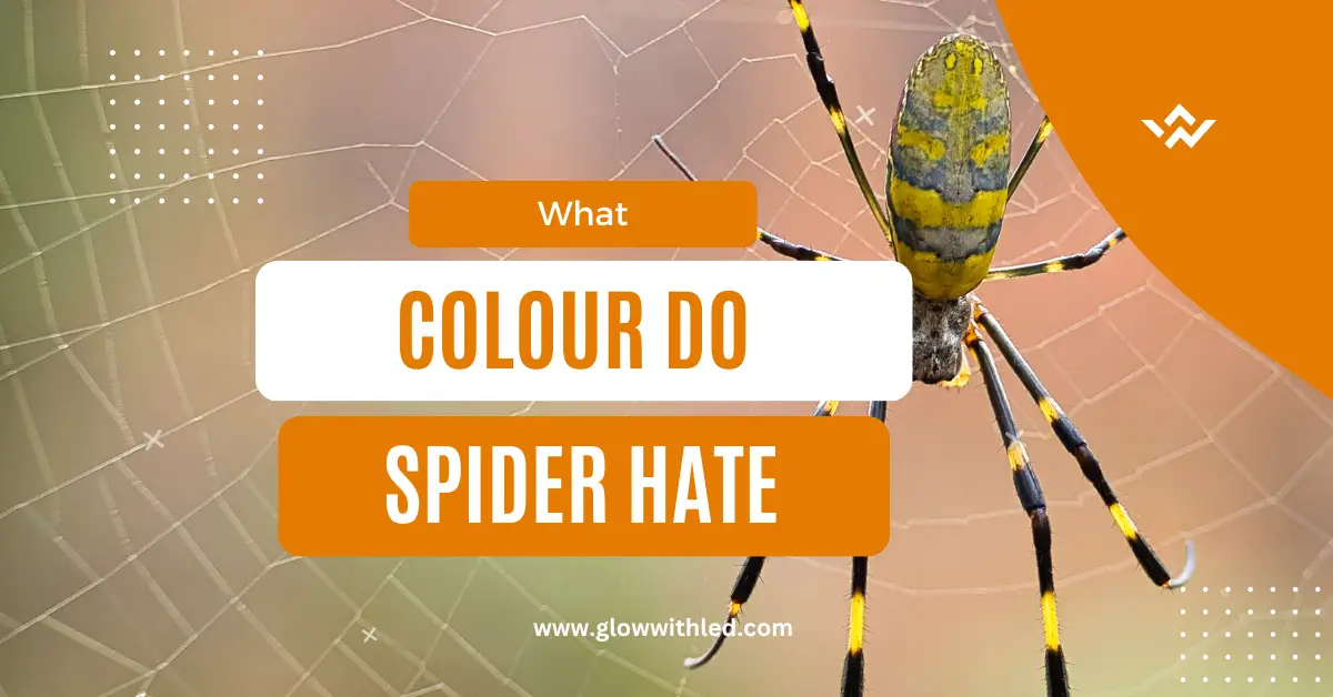 what colour do spider hate